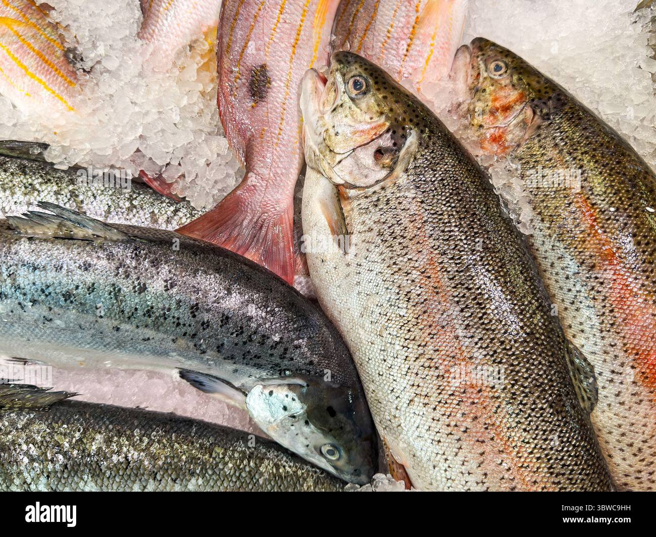 Nahaufnahme von frischem Lachsfisch auf Eis auf einem Fischhändler-Stand auf einem Markt. - Smartphone-aufgenommenes Stockfoto