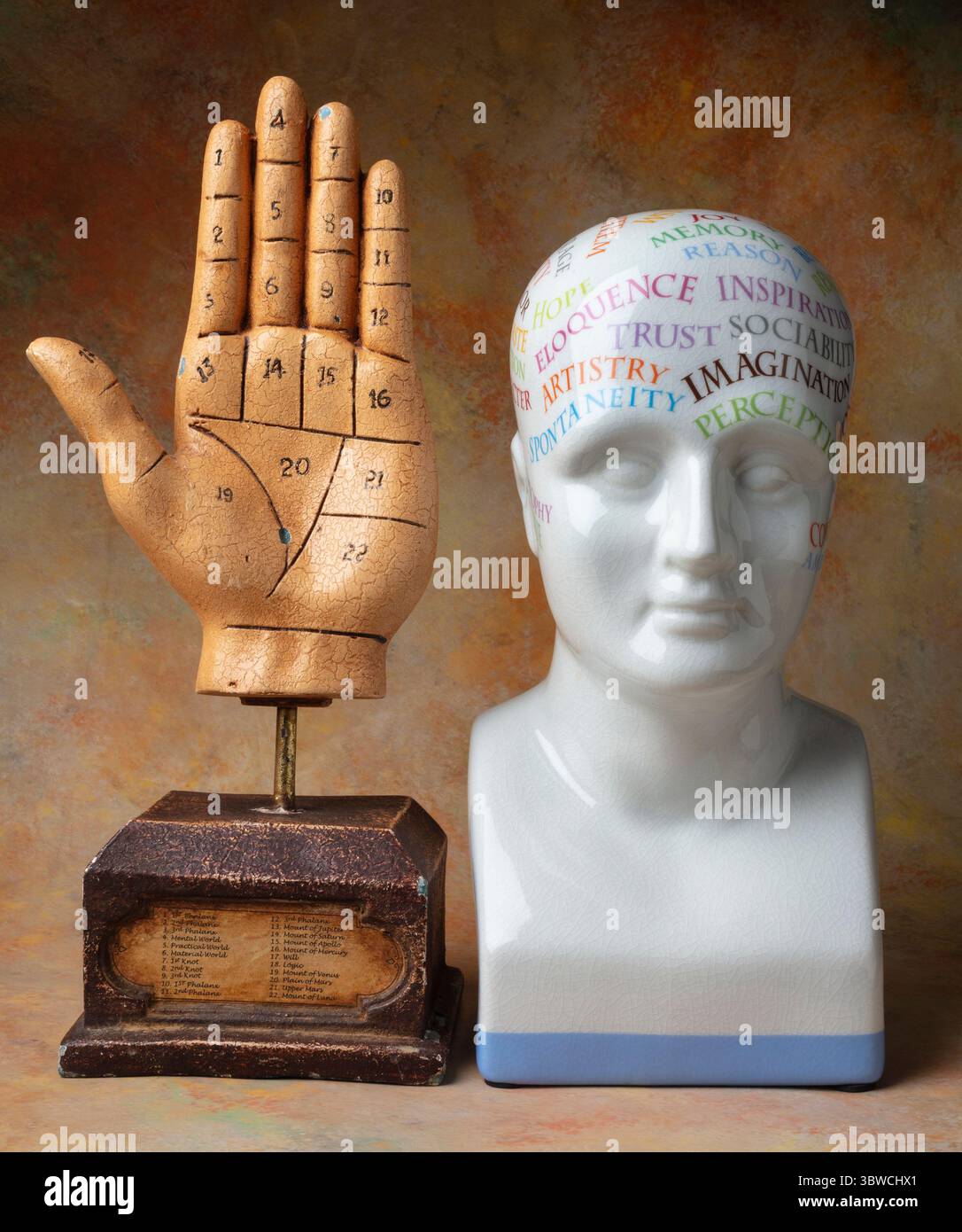 Phrenologie Kopf und Rascette Hand Stillleben Stockfoto