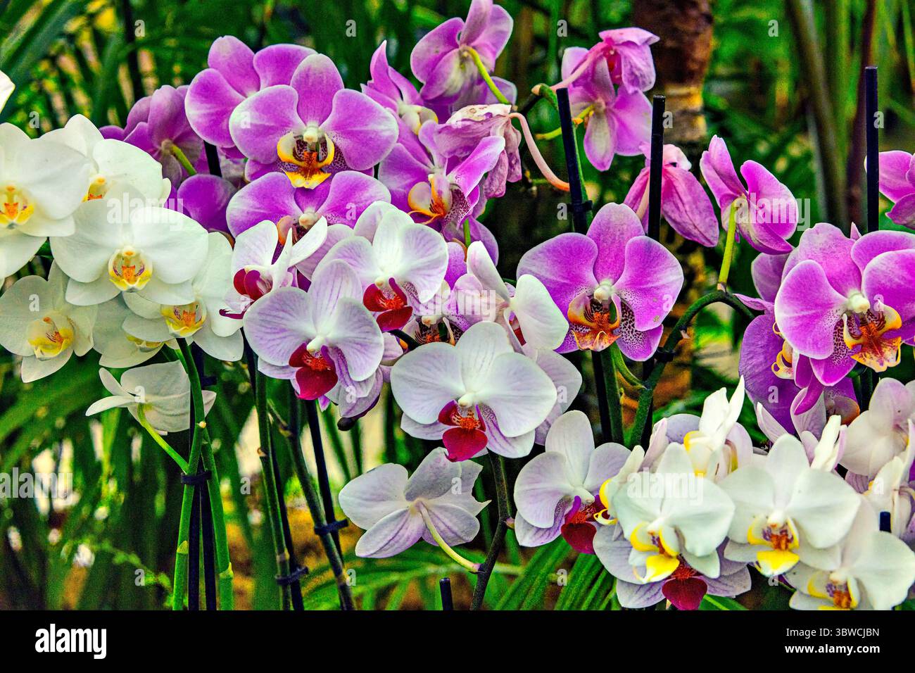 Garten-Orchideen im Hothouse-Stillleben Stockfoto