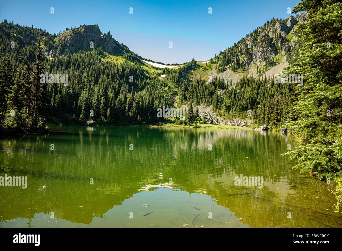 WA28539-00...WASHINGTON - der Rückzug im stillen Wasser des Sliver Lake, Teil der Buckhorn Wilderness. Stockfoto