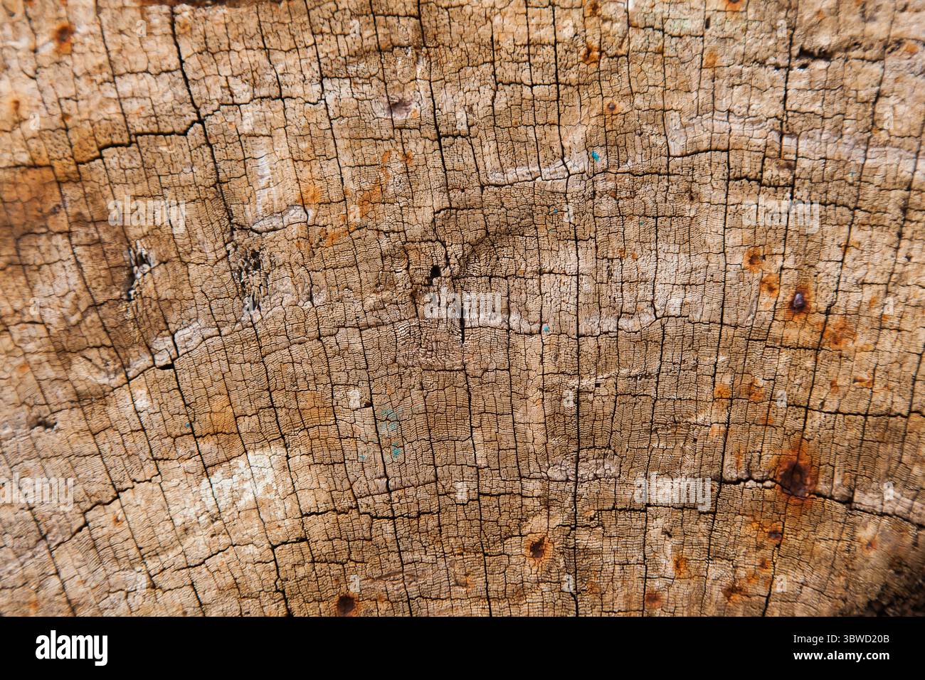 Die Textur des eisernen Baumes. Hintergrund auf einem Holzschnitt. Stockfoto