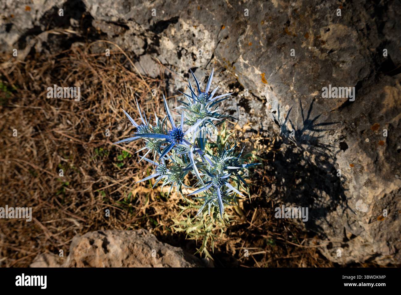 Wunderschönes blaues Meer stechpalmenblume in wunderbarer blauer Farbe, wächst am Ufer der Insel Cres, Kroatien Stockfoto