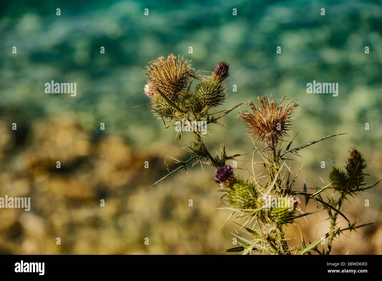 Klettenpflanze mit spitzen Blättern und scharfen Dornen, fotografiert am Ufer der Insel Cres, Kroatien im Sommer Stockfoto
