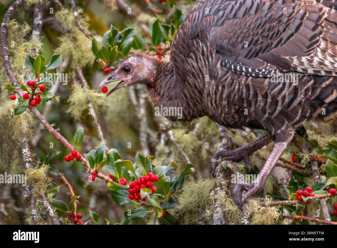 24. Dezember 2020, Elkton, Oregon, USA: Ein wilder truthahn ernährt sich von stechpalmenbeeren, während er in einem Baum auf einem Hügel in der Nähe von Elkton im Westen Oregons thront. Stechpalmenbeeren gelten als giftig für Menschen und Haustiere, aber einige Wildvögel scheinen sie sehr schmackhaft zu finden. (Bild: © Robin Loznak/ZUMA Wire) Stockfoto