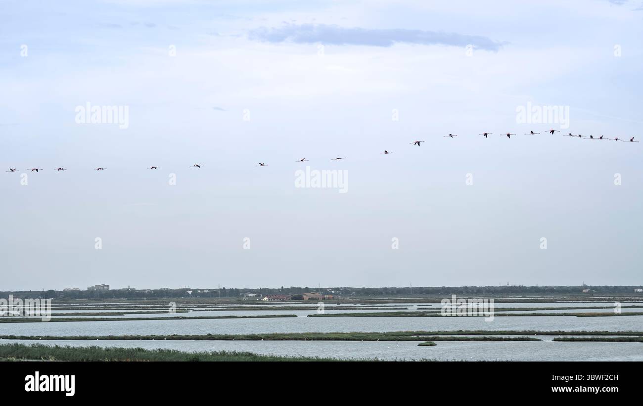 Flamingos Flug im Regionalpark des Podeltas. Flamingos fliegen in den Tälern von Comacchio im Regionalpark Po Delta, Emilia-Romagna, Italien Stockfoto