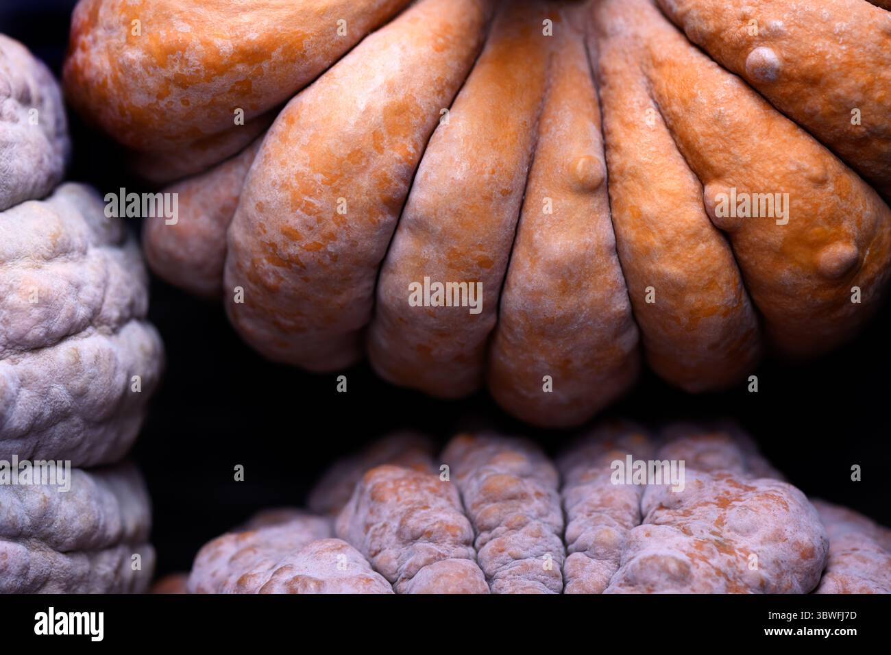 Zerknitterte und mehrfarbige Haut aus schwarzem Futsu-Kürbis in detaillierter Nahaufnahme. Rustikale Bio-Textur, perfekt für saisonale Speisen und natürliche visuelle Themen Stockfoto Zerknitterte und mehrfarbige Haut aus schwarzem Futsu-Kürbis in detaillierter Nahaufnahme. Rustikale Bio-Textur, perfekt für saisonale Speisen und natürliche visuelle Themen Stockfoto