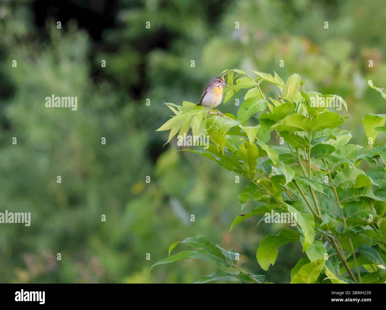 Ein kleiner gelbbrüsiger Vogel liegt sanft auf einem Zweig, umgeben von leuchtendem grünem Laub im frühen Morgenlicht. Stockfoto
