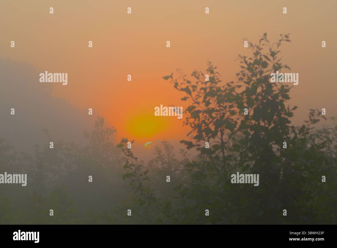 Die Sonne geht wie ein glühender Good durch einen dichten Morgennebel auf und wirft sanftes orangefarbenes Licht über die Waldlandschaft. Stockfoto
