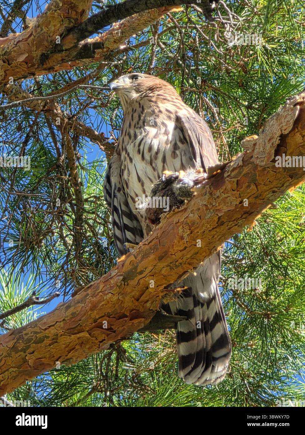 Falke in Kiefer - Smartphone-aufgenommenes Stockfoto