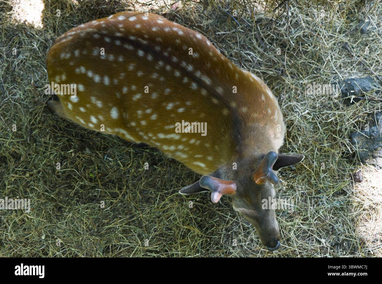 Blick von oben auf einen fernöstlichen Fleckhirsch mit Samtgeweih und sichtbarem Übergewicht, der bei schattigem Licht auf trockenem Gras liegt. Konzentrieren Sie sich auf neue Geweihe. Stockfoto