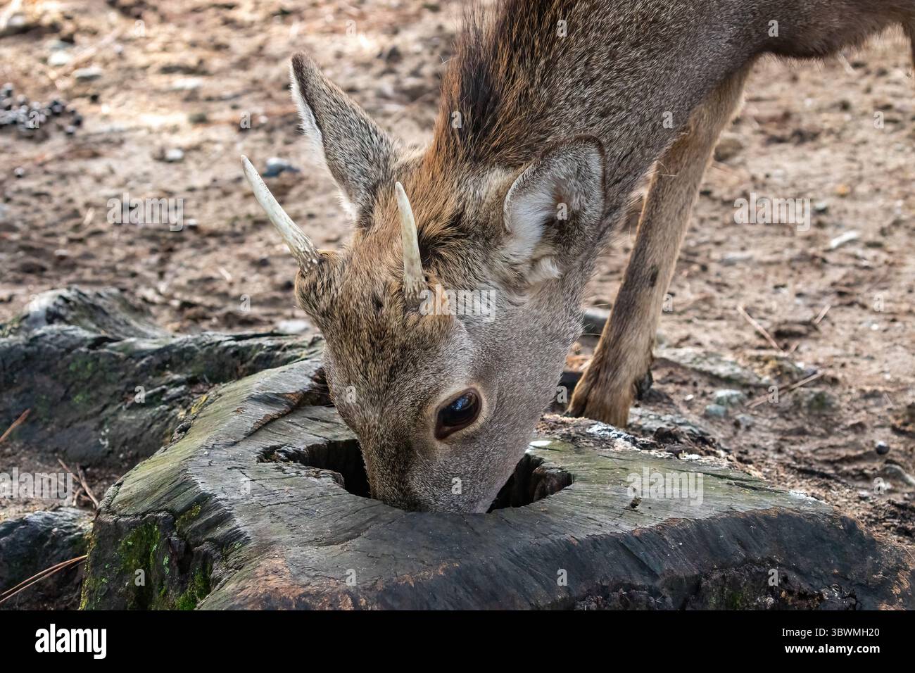 Nahaufnahme, Wildhirsche im Nara Park, Nara, Japan. Essen aus einem Loch im Baumstumpf. Es gibt etwa 1200 wilde Hirsche, die frei durch die Stadt ziehen. Stockfoto