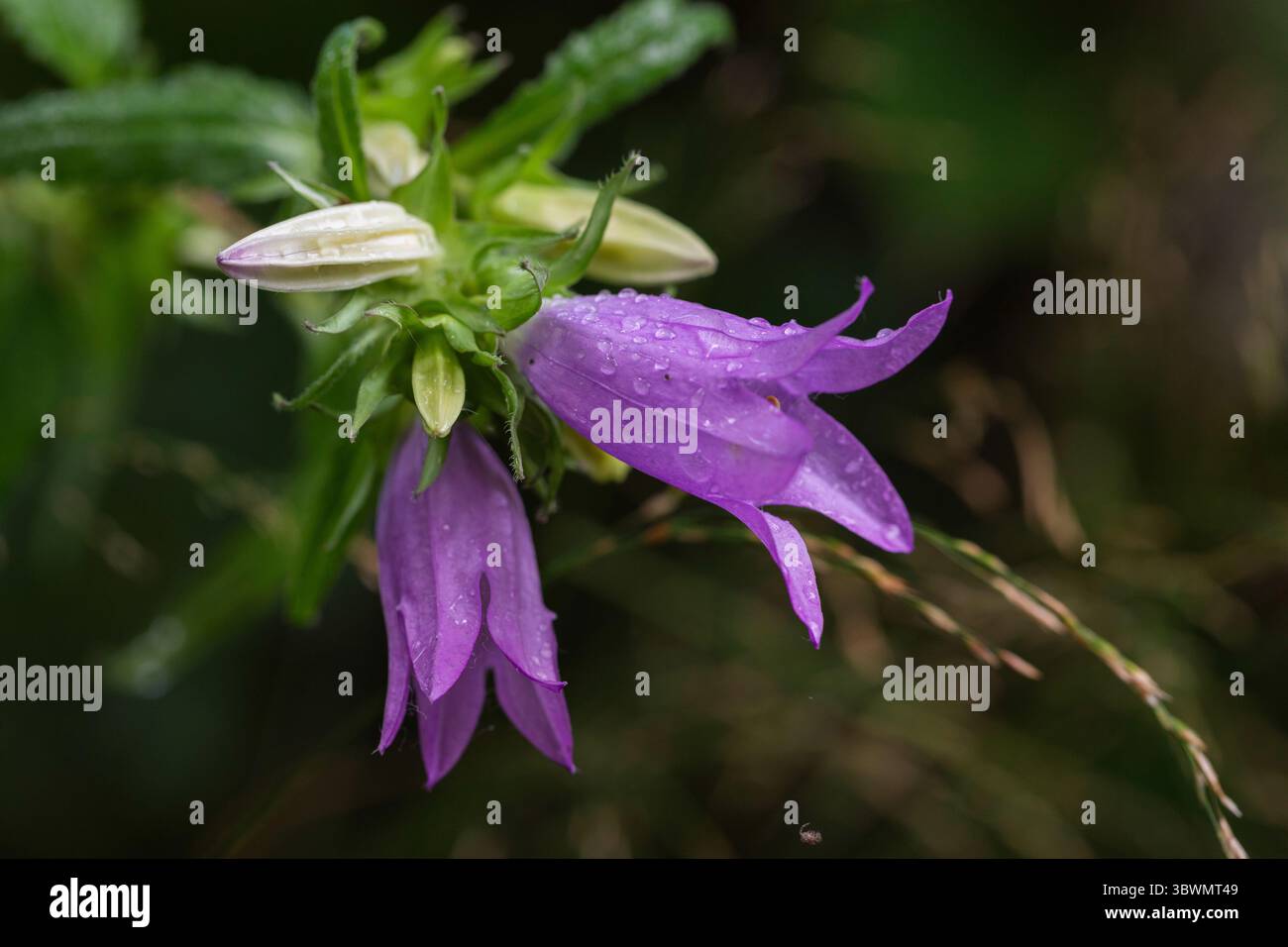 Nahaufnahme der wilden Glockenblume mit Tautropfen, mit leuchtenden violetten Blüten und grünem Kelch – ideales Stockbild für Blumen-, Frühlings- oder Sommerkunst Stockfoto