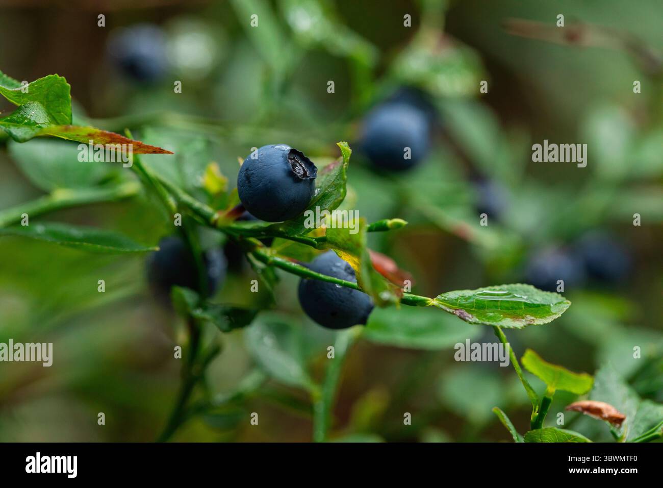 Saftige, reife Heidelbeeren auf grünen Stielen, fotografiert in feuchter Waldumgebung – detailreiches Bild ideal für Gesundheits-, Lebensmittel- oder botanische Zwecke Stockfoto