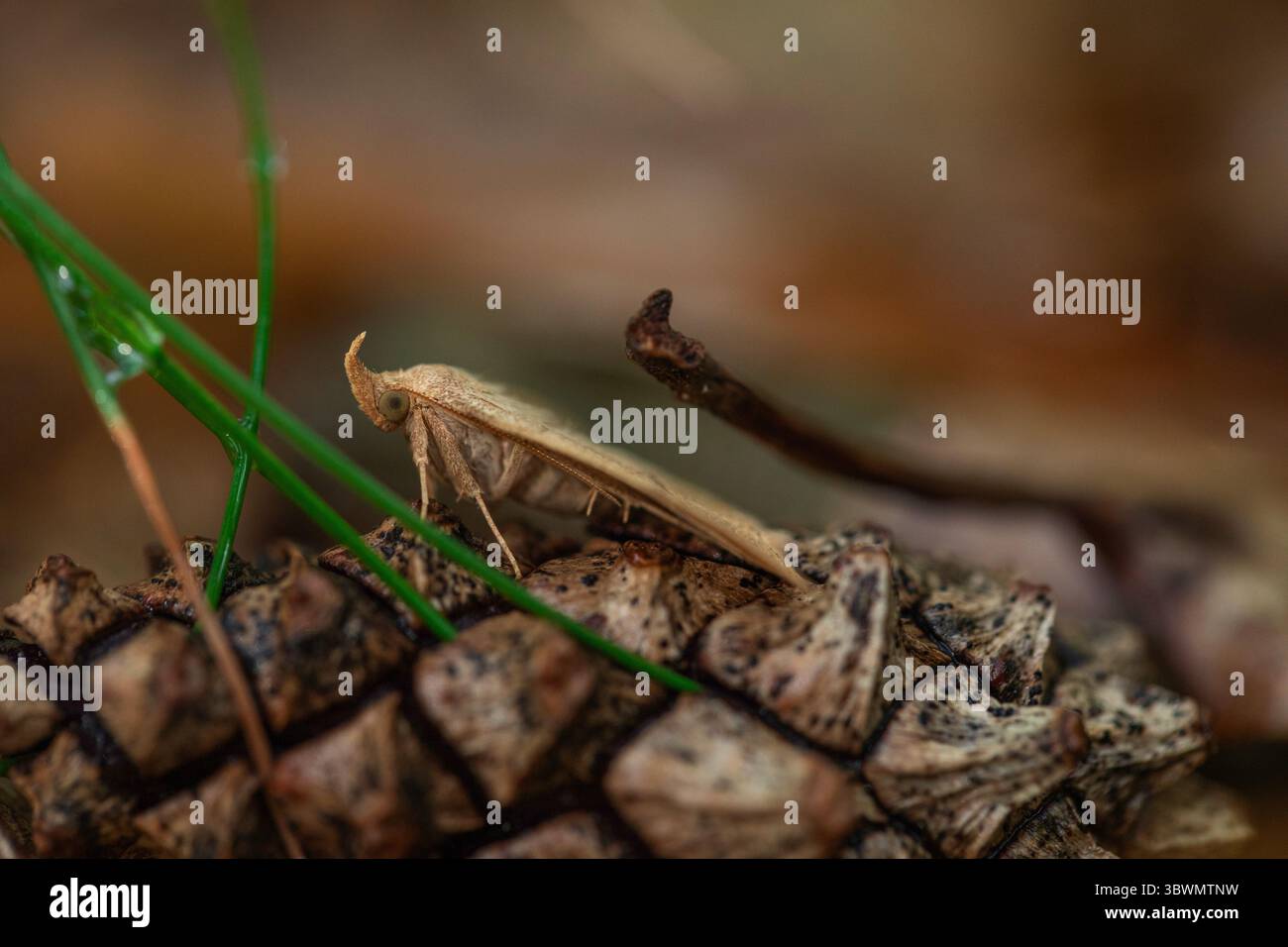 Makroansicht einer Waldmotte mit geschwungenen Antennen und strukturierten Flügeln, die auf einem Kiefernkegel ruhen – perfekt für Insektenliebhaber, Entomologie oder Waldmotive Stockfoto