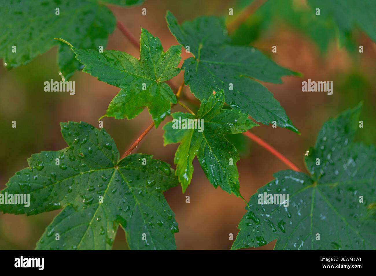 Regentropfen auf leuchtenden Ahornblättern – frischer Natur-Hintergrund im Frühling oder Sommer mit roten Stielen Stockfoto