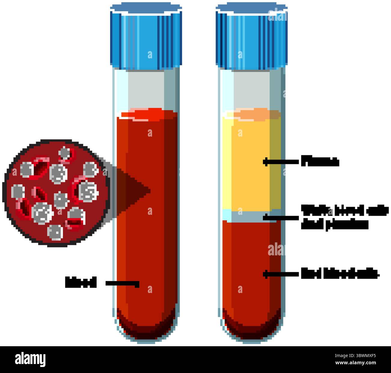 Vektor-Illustration von zwei Reagenzgläsern mit Vollblut und getrennten Blutbestandteilen, mit gekennzeichnetem Plasma, weißen Blutkörperchen, Blutplättchen und rotem b Stock Vektor