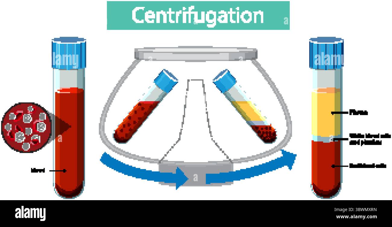 Vektor-Illustration der Zentrifugation von Blutproben, die Trennung in Plasma, weiße Blutkörperchen und rote Blutkörperchen in Reagenzgläsern zeigt Stock Vektor