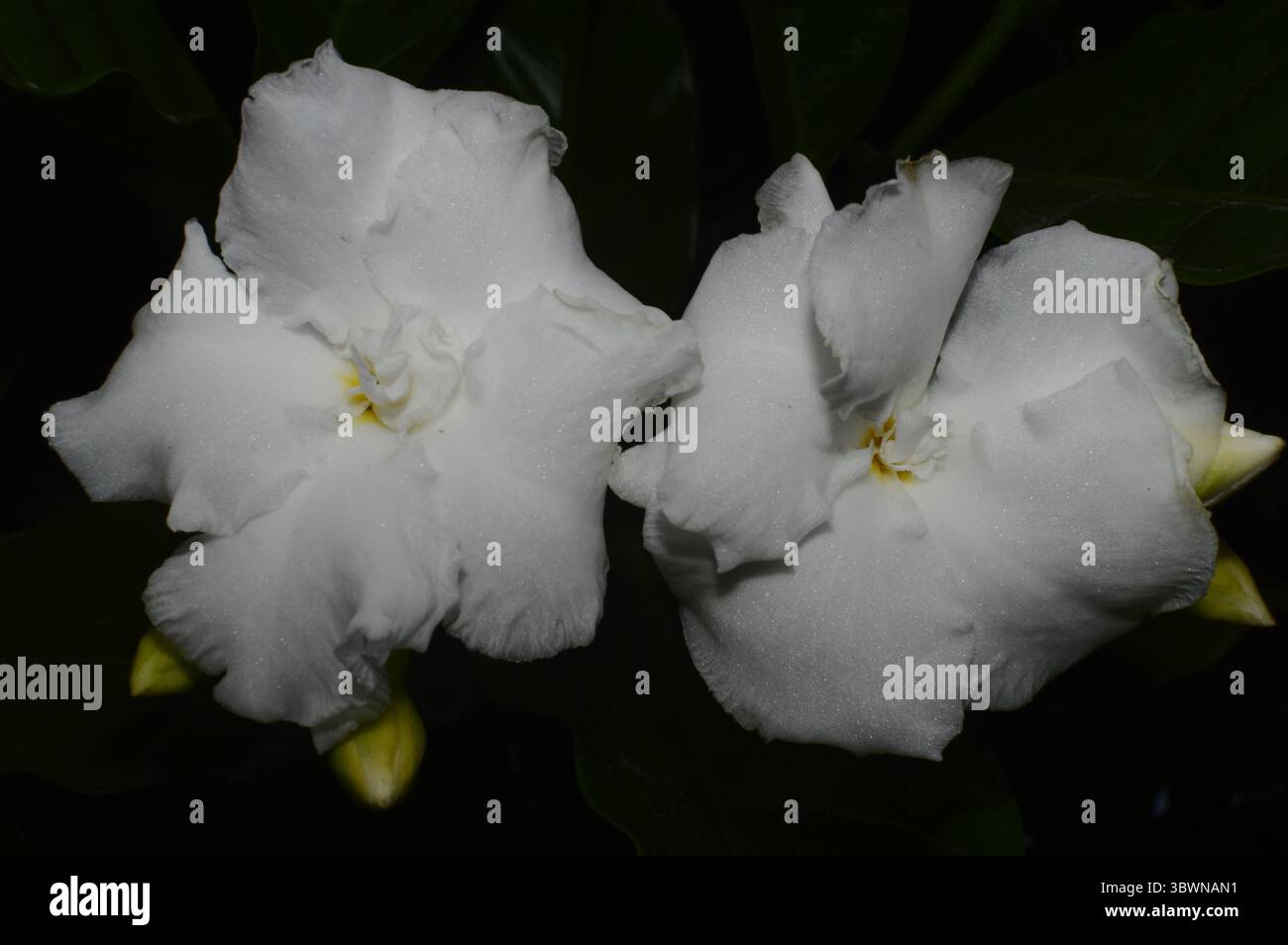 Crape Jasmin Stockfoto