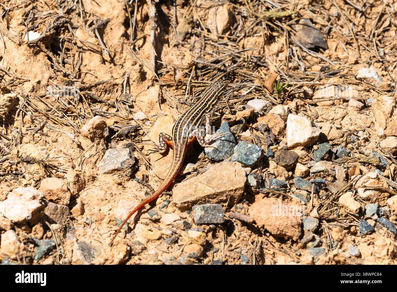 Stachelfüßchse (Acanthodactylus erythrurus), Ascó, Baix Ebre, Katalonien, Spanien Stockfoto