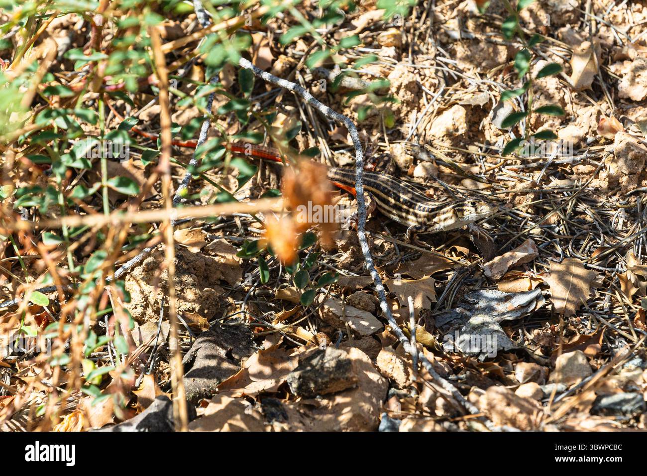 Stachelfüßchse (Acanthodactylus erythrurus), Ascó, Baix Ebre, Katalonien, Spanien Stockfoto