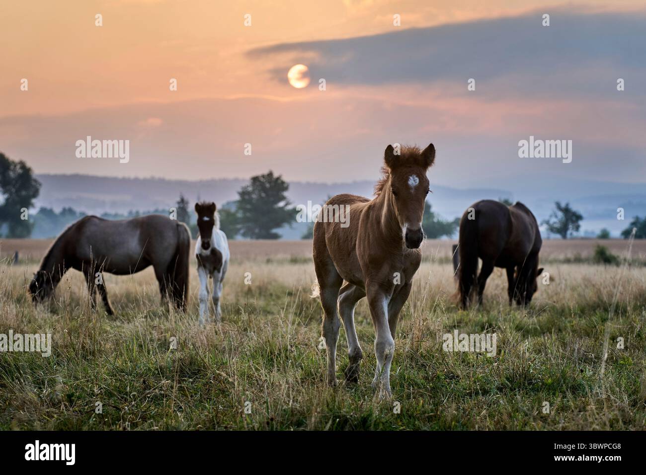Young Icelandic foals and their mothers stand on a meadow at a stud farm in Wehrheim near Frankfurt, Germany, as the sun rises on Thursday, July 17, 2025. (AP Photo/Michael Probst) Stockfoto
