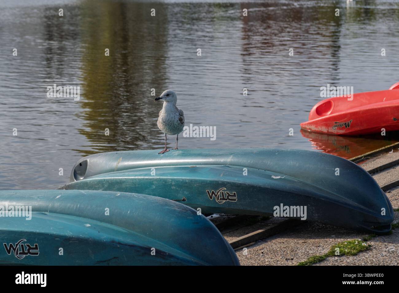 Eine Möwe sitzt auf einem umgekippten blauen kleinen Boot in der Nähe einer ruhigen Uferpromenade, mit zusätzlichen blauen und roten Booten in der Nähe auf einer Betonoberfläche. Stockfoto