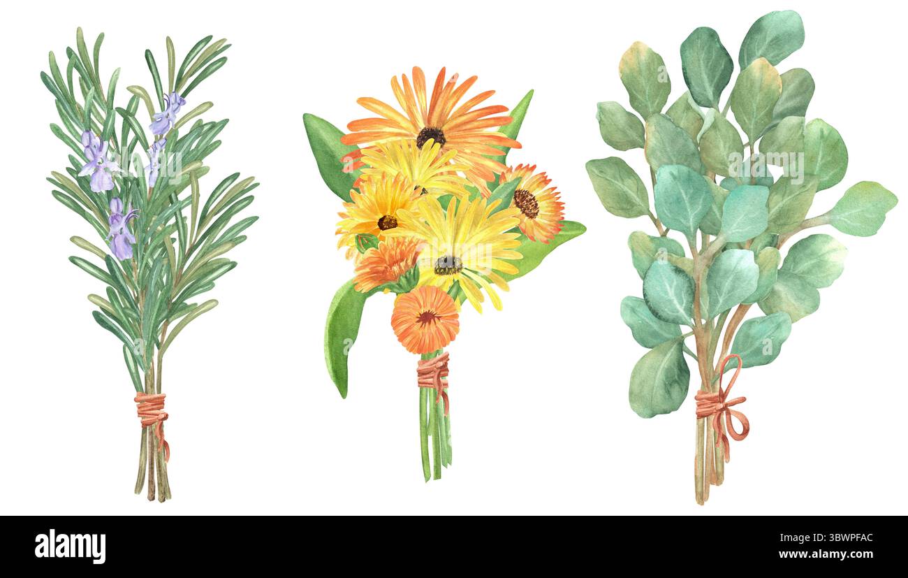 Ein Bündel von drei Aquarellsträußen aus Rosmarin, Ringelblume (Ringelblume) und Eukalyptus mit Blättern und Blüten. Kräutergarten-Clipart. Handgezeichnet krank Stockfoto
