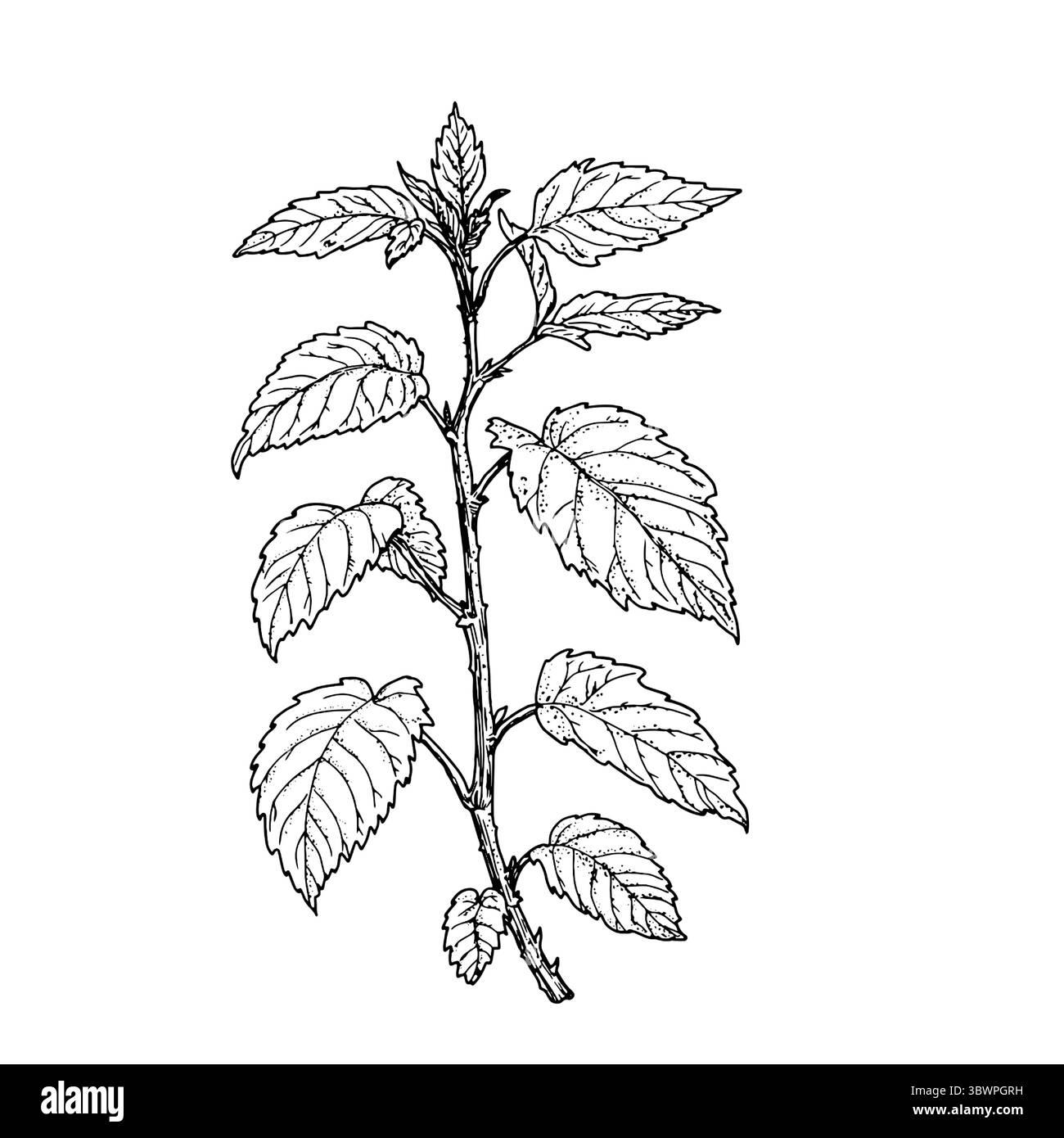 Wildblumen mit Blättern, schwarz-weiße Skizze. Vektorabbildung. Brennnessel oder Minze, Heilkräuter isoliert auf weißem Hintergrund. Das Thema von Stock Vektor