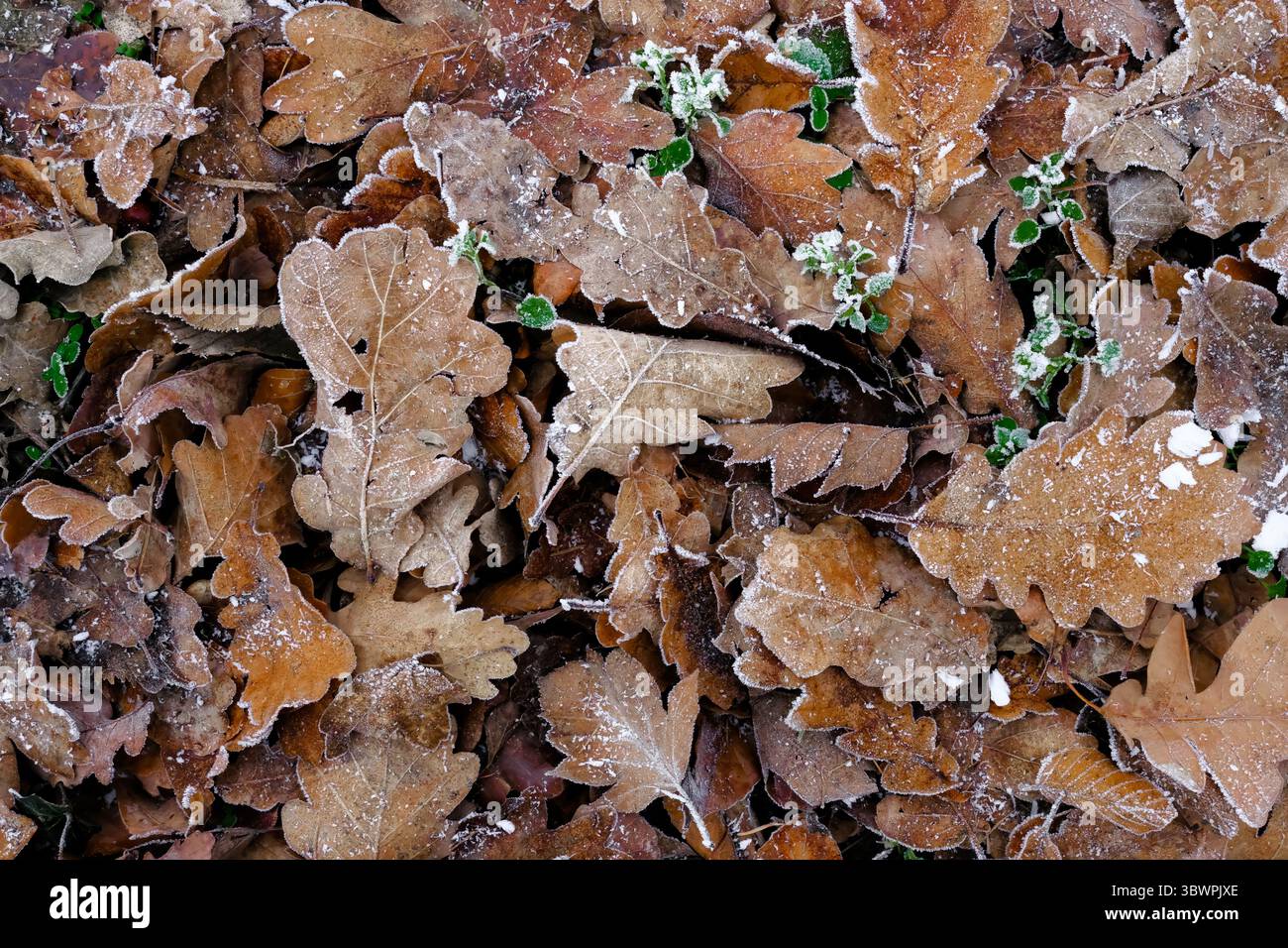 Nahaufnahme von eisigen Eichenblättern und grünen Pflanzen auf dem Waldboden an einem kalten Wintertag. Stockfoto