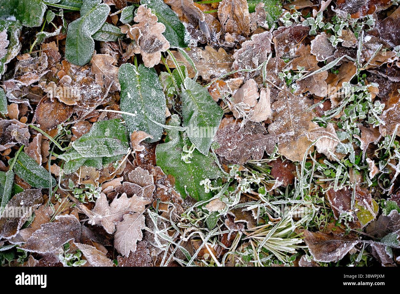 Frostbedeckte, gefallene Blätter und grüne Pflanzen auf dem Waldboden – Wintertextur aus nächster Nähe. Stockfoto