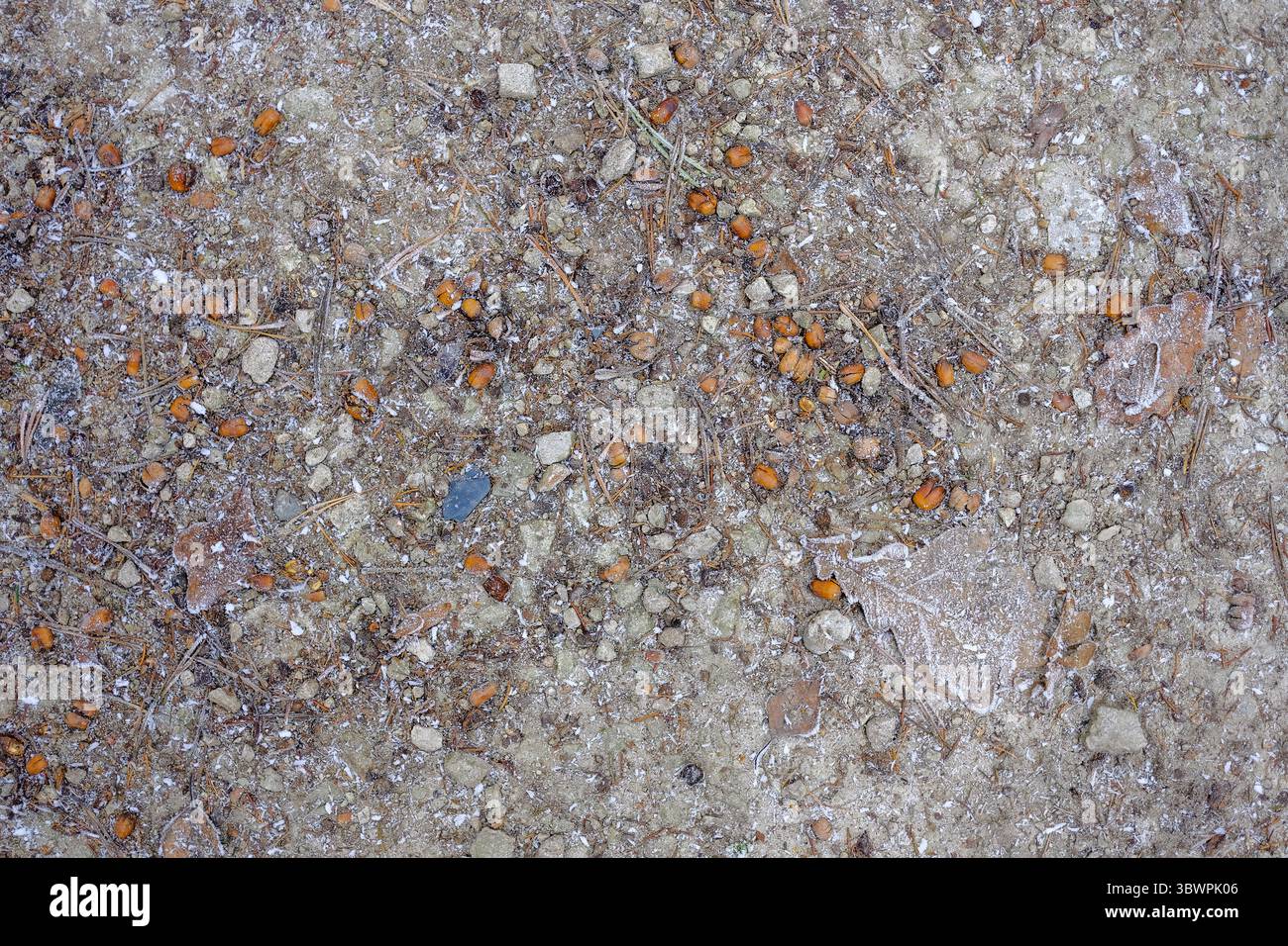 Frostiger Waldweg bedeckt mit kleinen Steinen, Piniennadeln und Buchennüssen im Winter. Stockfoto