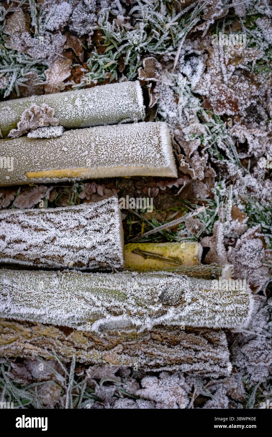 Mit Frost bedeckte Brennholzscheite, die in einem Winterwald auf dem Boden liegen. Stockfoto