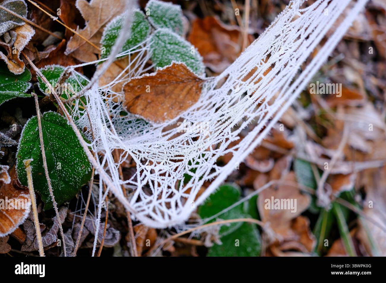 Gefrorenes Spinnennetz spannte sich über Herbstblätter und grüne Pflanzen auf dem Waldboden. Stockfoto