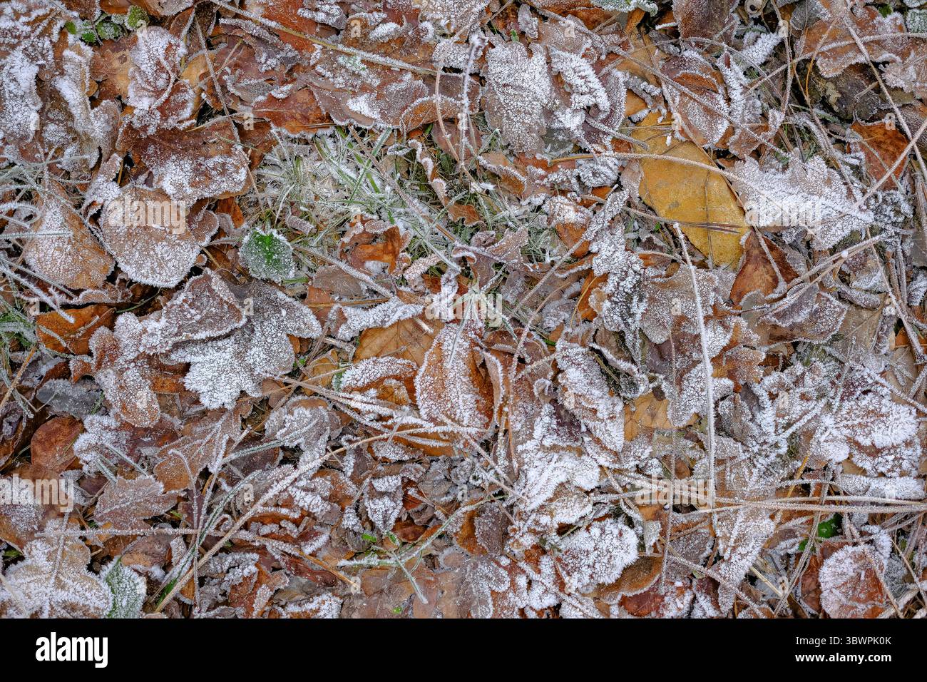 Frostbedeckte Herbstblätter und Gras auf dem Boden an einem kalten Wintermorgen. Stockfoto