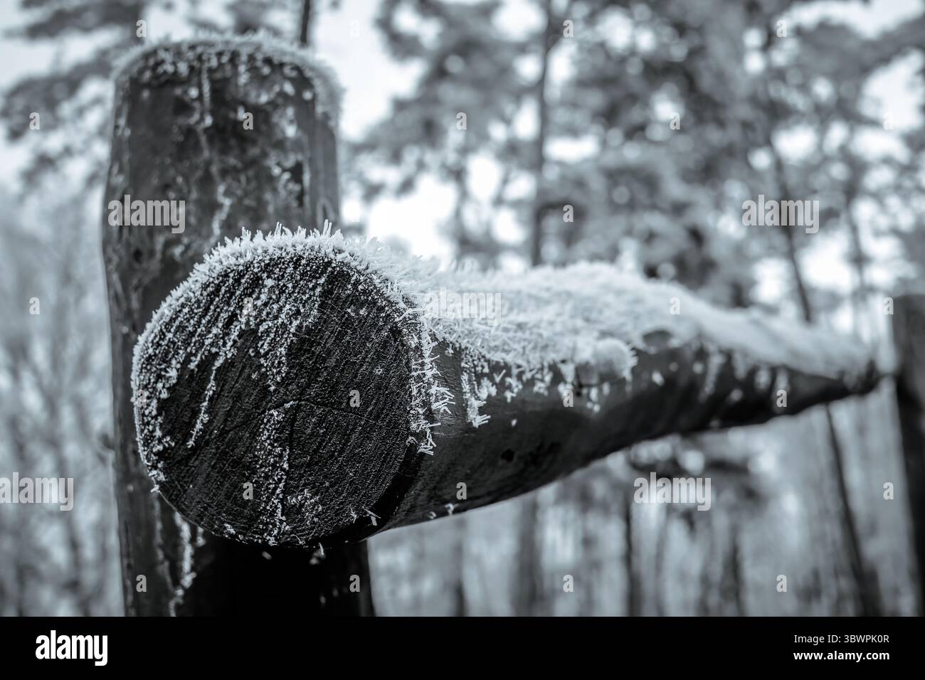 Nahaufnahme eines frostigen Holzzauns in einem Winterwald mit Raureifkristallen an der Oberfläche. Stockfoto