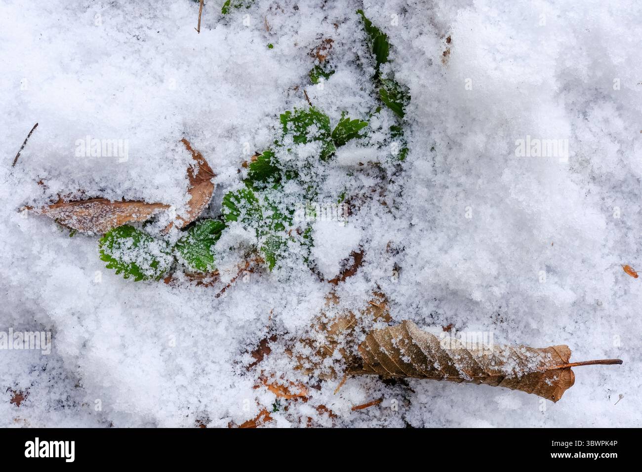 Nahaufnahme von frischen grünen Blättern und trockenem braunem Laub, teilweise mit Schnee bedeckt. Ein Detail des Winterwaldbodens mit gefrorener Vegetation und saisonaler Co Stockfoto