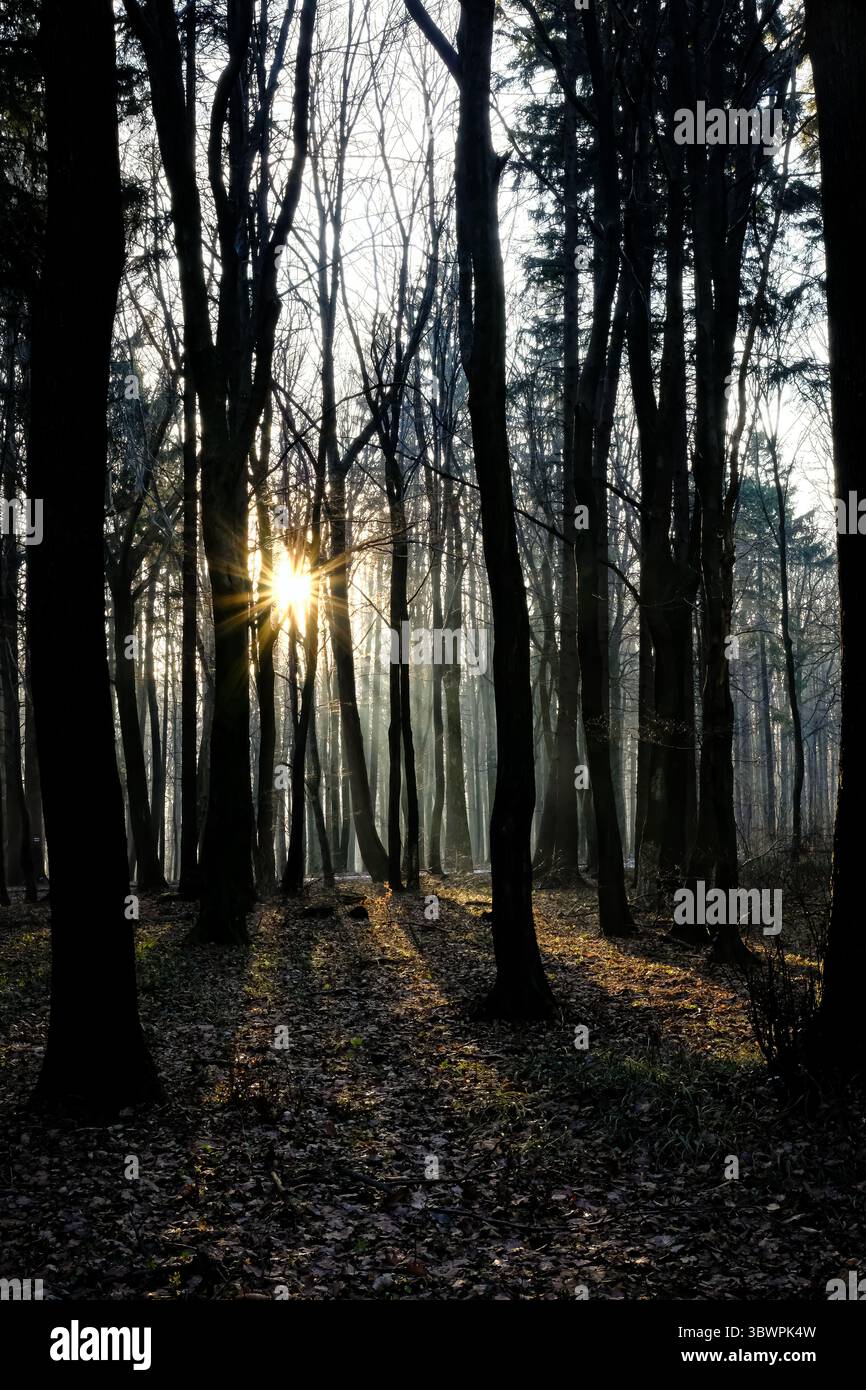 Sonnenlicht strömt durch dichte Waldbäume und wirft lange Schatten auf den Waldboden. Eine ruhige, atmosphärische Szene, die in der frühen Morgenbeleuchtung aufgenommen wurde Stockfoto