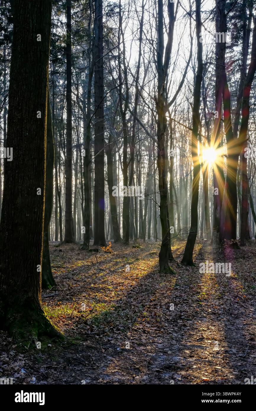 Goldene Sonnenstrahlen durchdringen den Winterwald und werfen lange, dramatische Schatten auf den mit Blättern bedeckten Boden. Eine ruhige Morgenszene mit stimmungsvollem Long Stockfoto