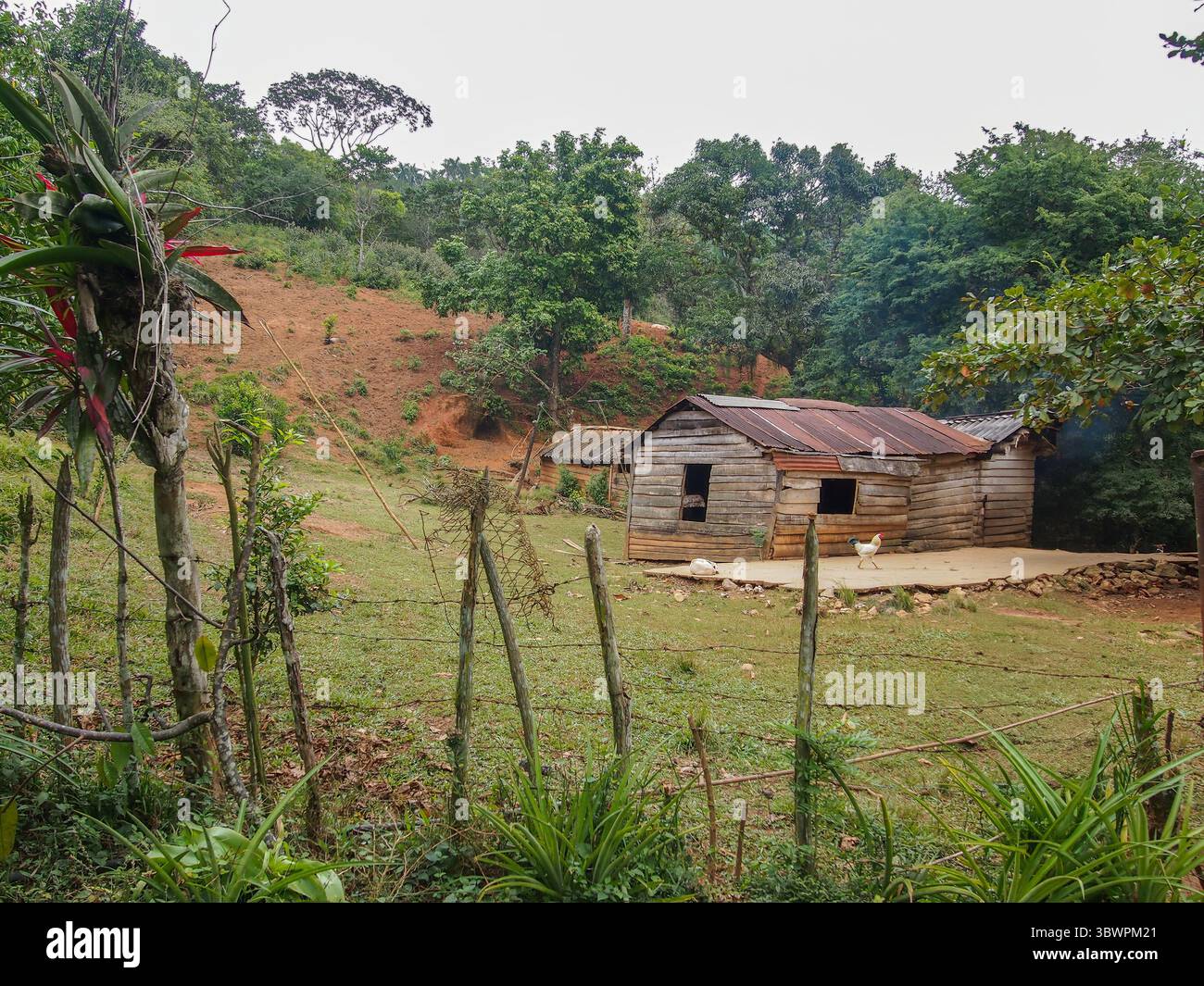 Rustikale Holzhütte im ländlichen Kuba, umgeben von grüner Vegetation, mit Hühnern, die vorne herumlaufen und Rauch von hinten aufsteigt. Tägliche Zählung Stockfoto