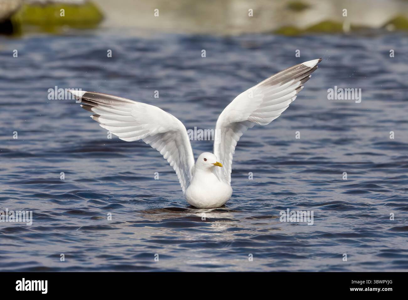 Gemeine Möwe, die vom Wasser auf dem Festland Shetland Schottland abhebt Stockfoto