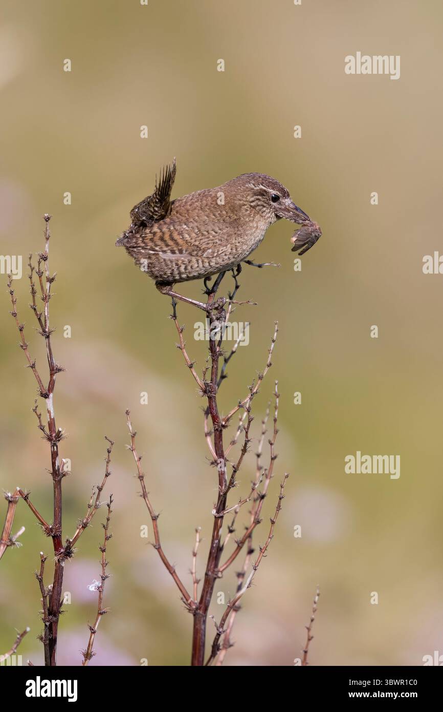 Winter Wren mit Essen im Sumburgh Head auf dem schottischen Festland Shetland Stockfoto