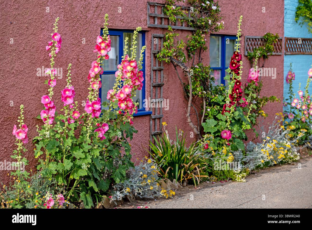 hollyhock blüht Bawdsey Suffolk UK Stockfoto