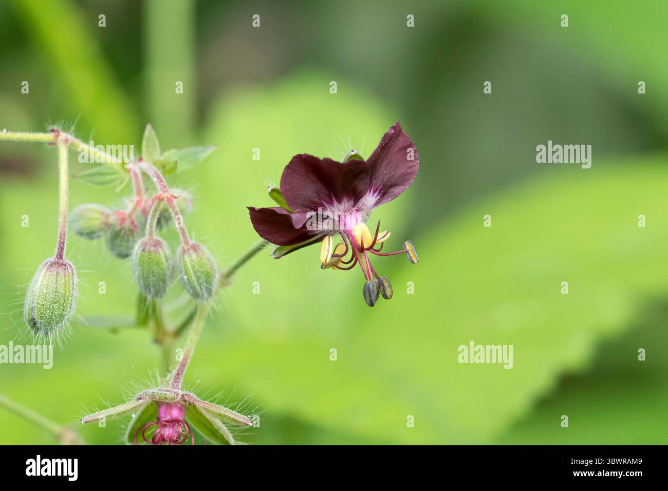Altrosa Storchschnabel (Geranium Phaeum), Blume, Deutschland Stockfoto
