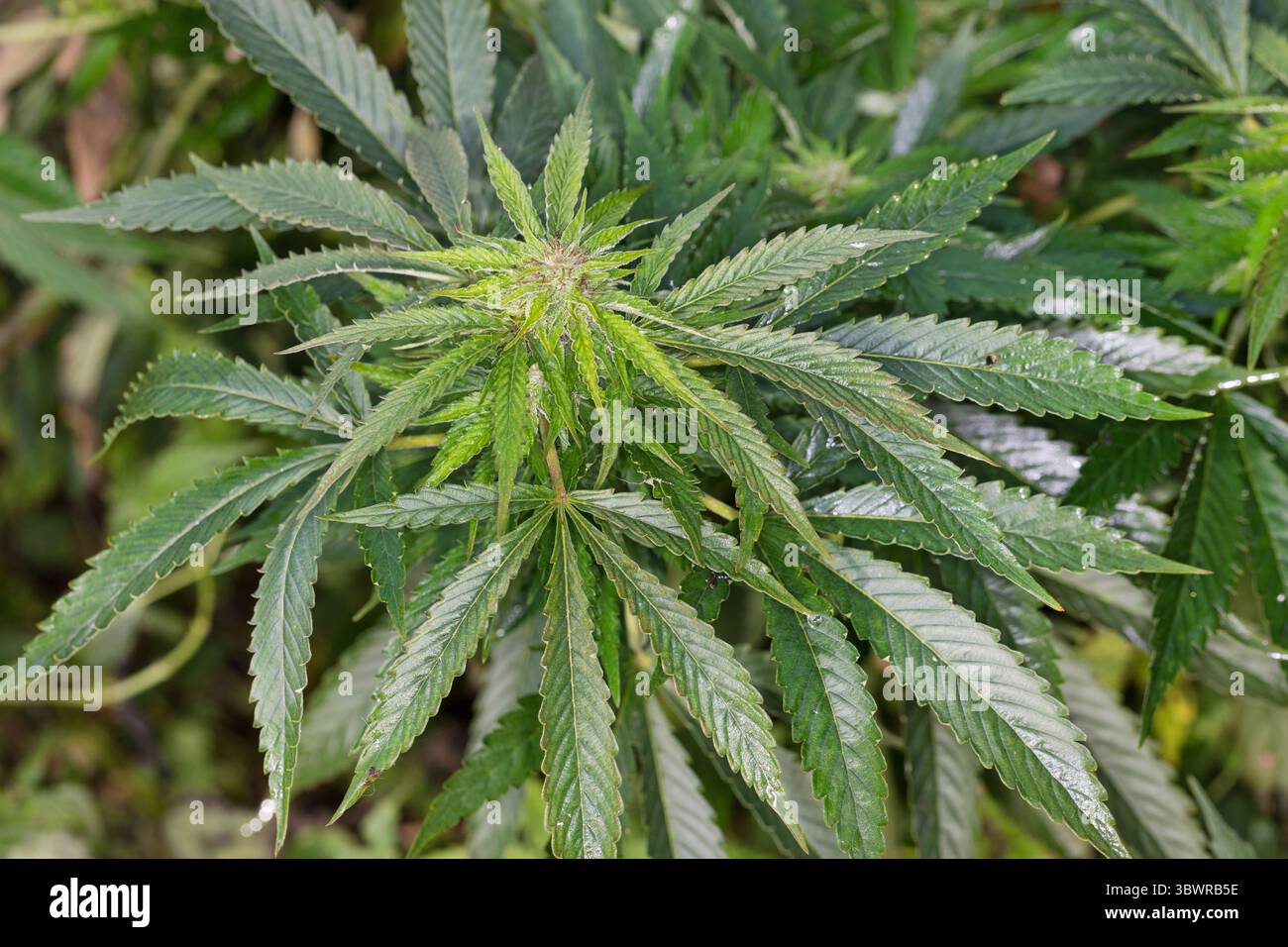 Indischer Hanf, Marihuana, mary jane (Cannabis sativa), weibliche Pflanze, Blütenstand Stockfoto
