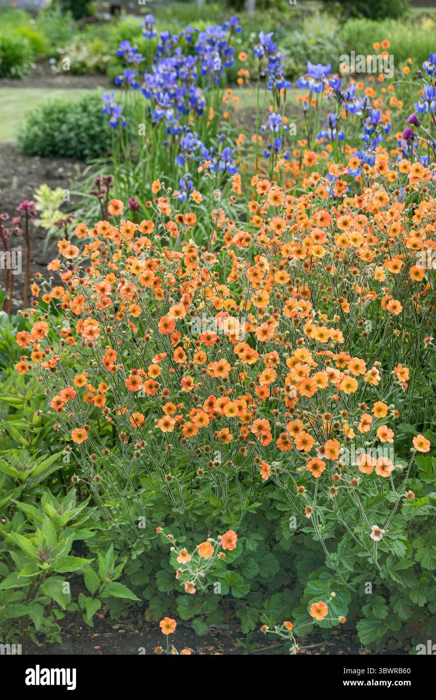 Scharlachrote Avene (Geum coccineum 'Totally Tangerine', Geum coccineum Totally Tangerine), blühend, Sorte Totally Tangerine Stockfoto