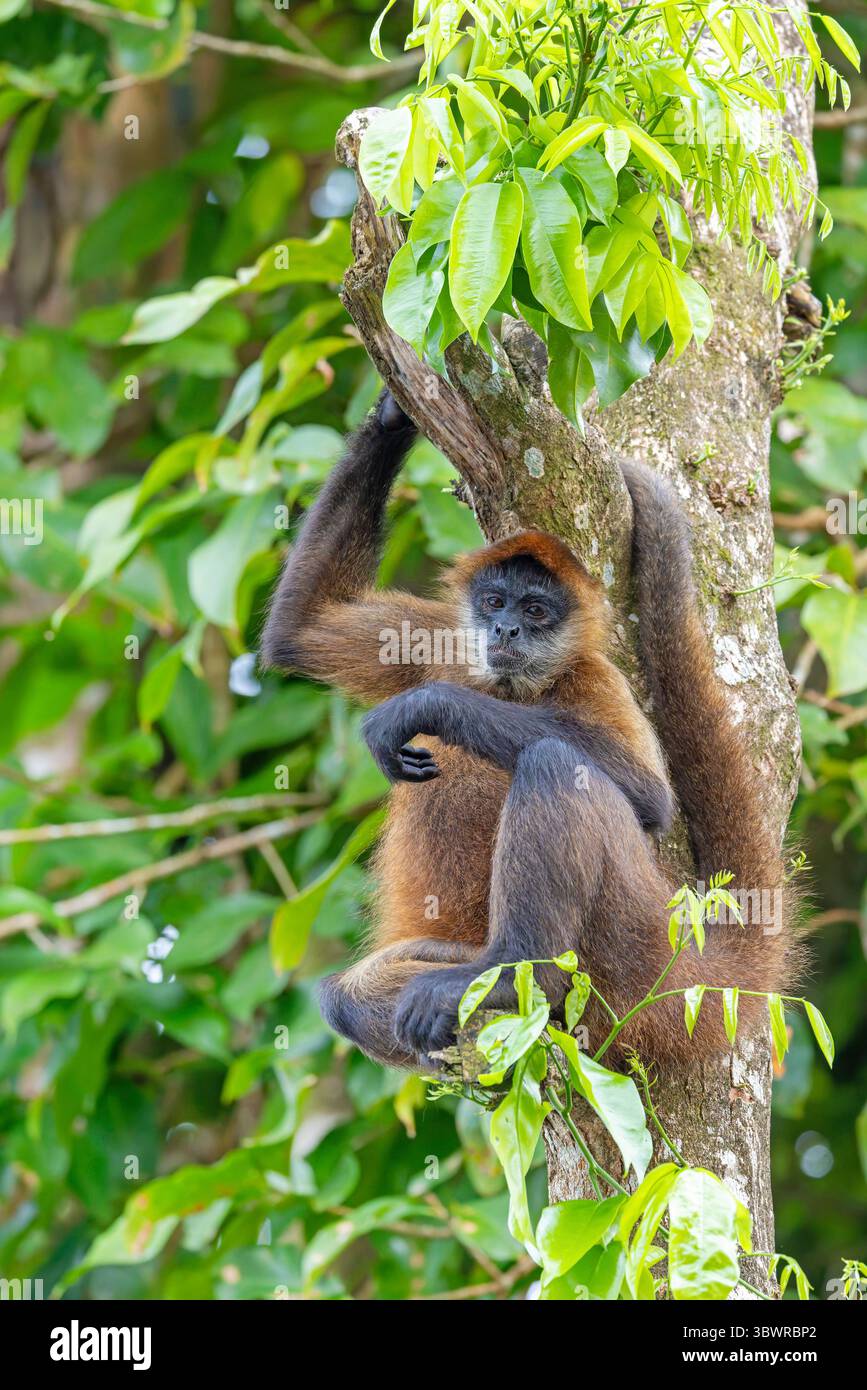 Geoffroy's Spinnenaffe, Schwarzhänder Spinnenaffe, Mittelamerikanischer Spinnenaffe (Ateles geoffroyi), männlicher Sitz auf einem Baum, Costa Rica, Limon, Tortu Stockfoto