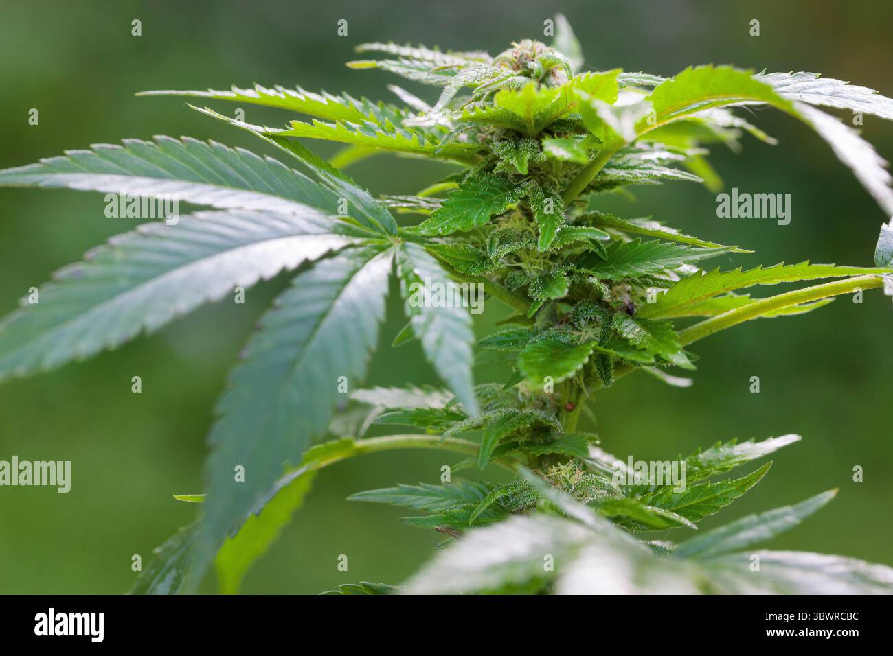 Indischer Hanf, Marihuana, mary jane (Cannabis sativa), weibliche Pflanze, Blütenstand Stockfoto