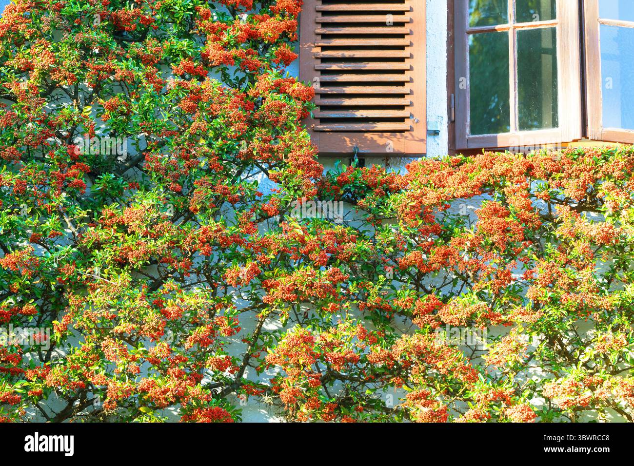 Feuerdorn, scharlachrote feuerdorn, brennender Busch (Pyracantha coccinea), Fassadenbegrünung mit feuerdorn, Deutschland Stockfoto