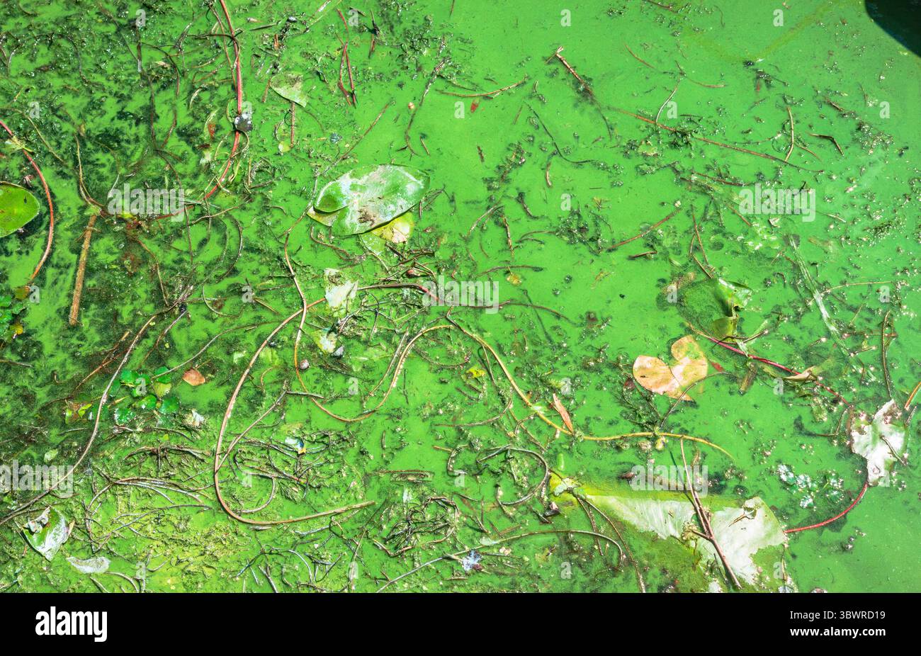 Grünalgen verunreinigen die Wasseroberfläche mit Ententkräutern und anderen Wasserorganismen, die abstrakte Muster erzeugen Stockfoto