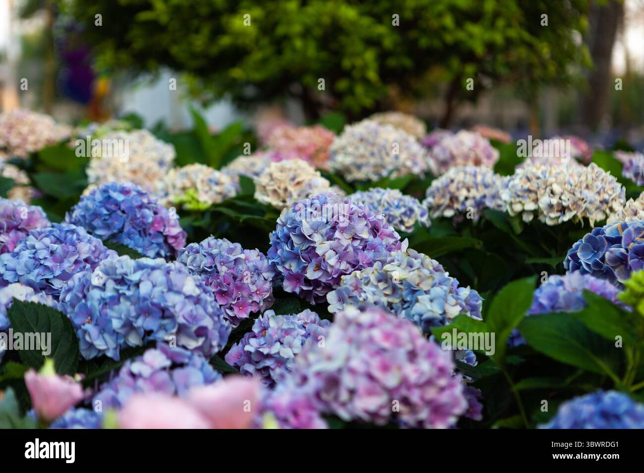 Wunderschöner Hintergrund der Hortensie. Blumenfest in Chiang Mai, Thailand. Stockfoto